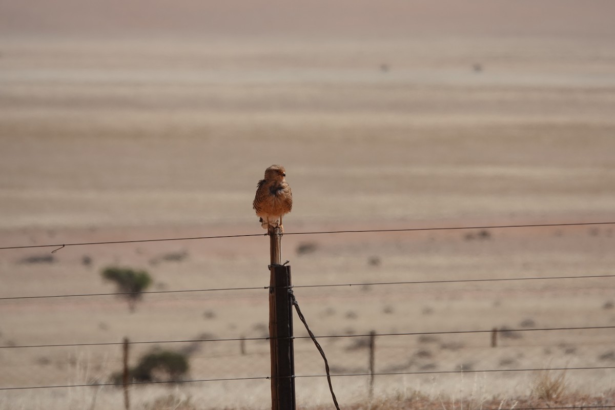 slettefalk - ML645471035