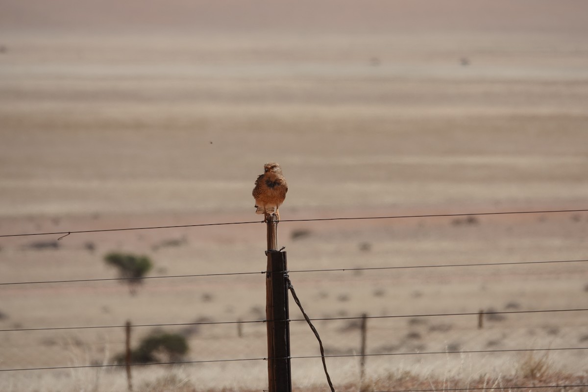 slettefalk - ML645471036