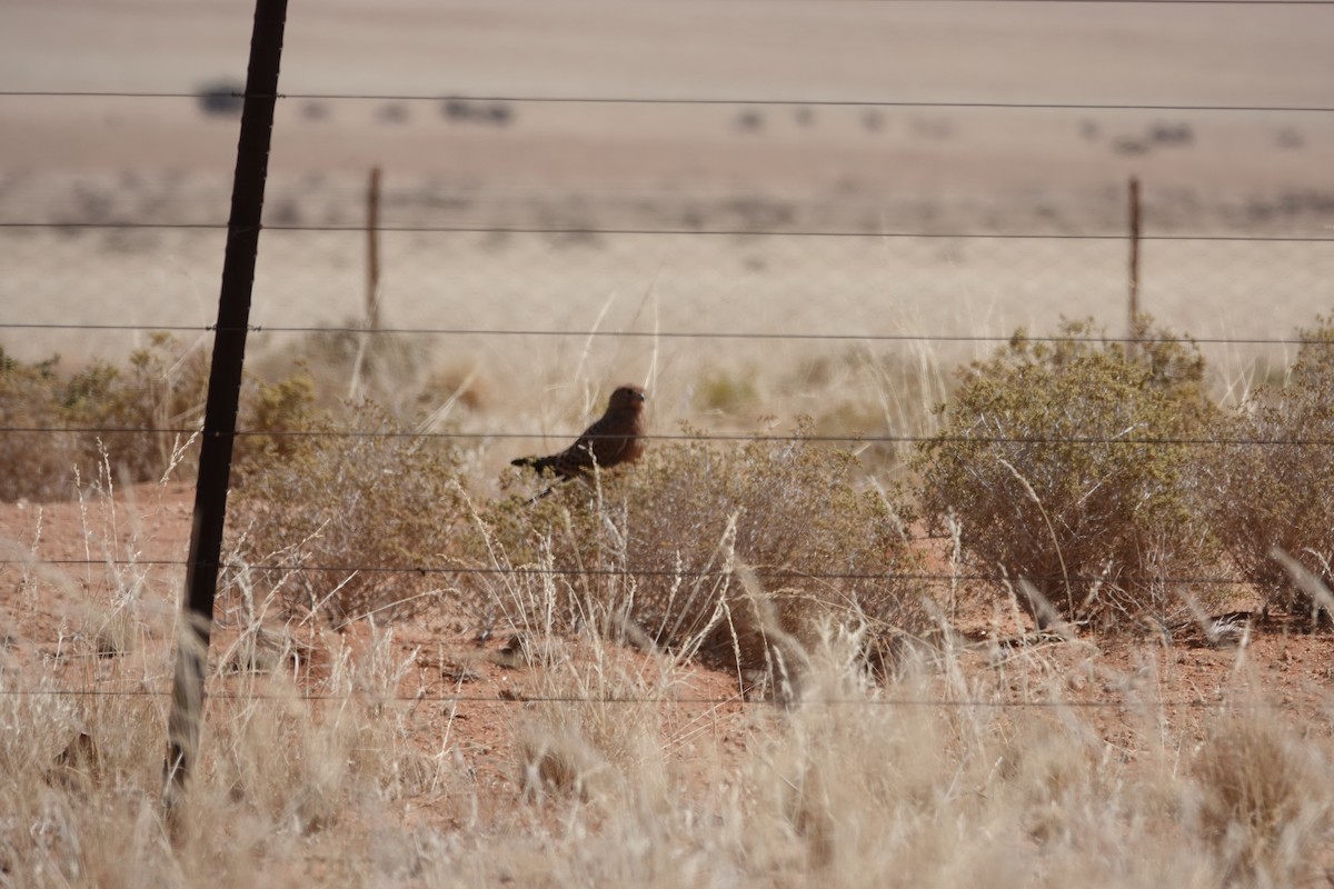 slettefalk - ML645471037