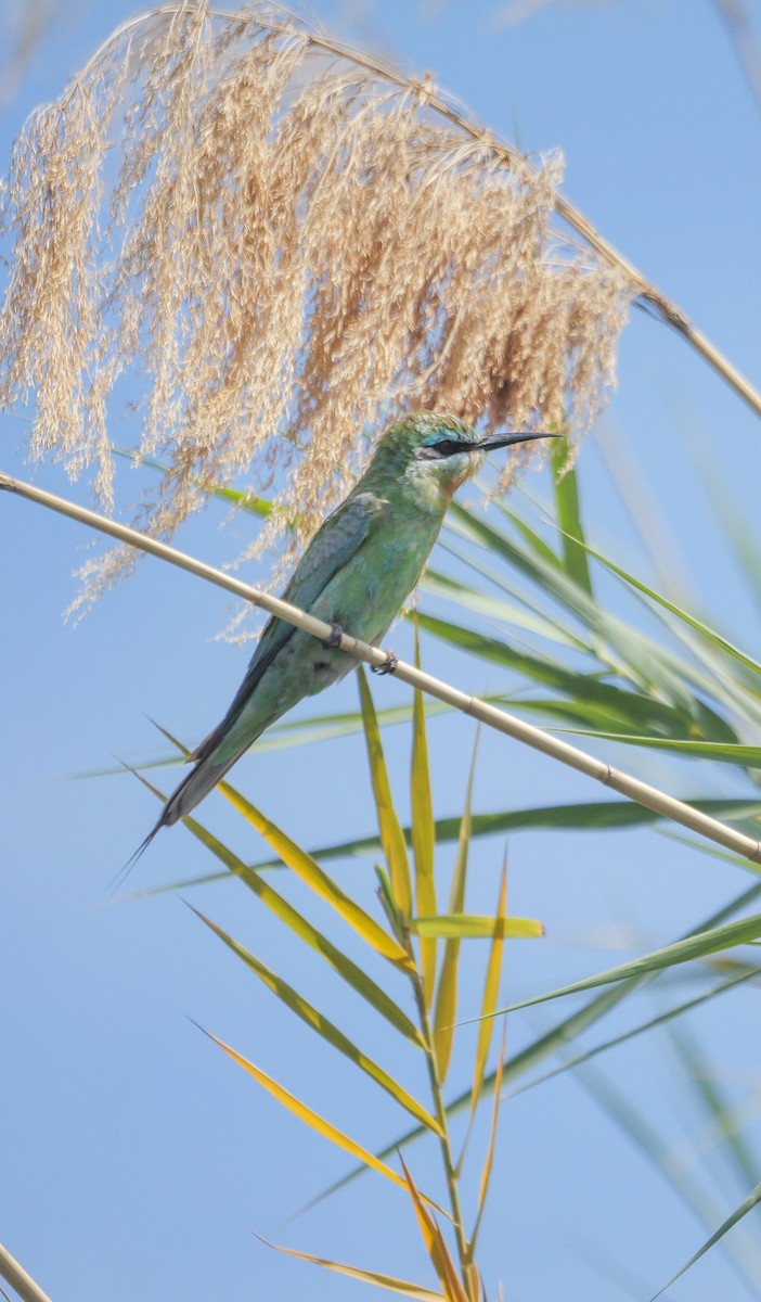 blåkinnbieter - ML645471048