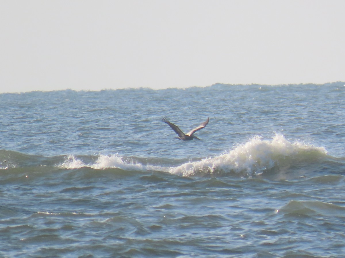 Brown Pelican - ML645471049