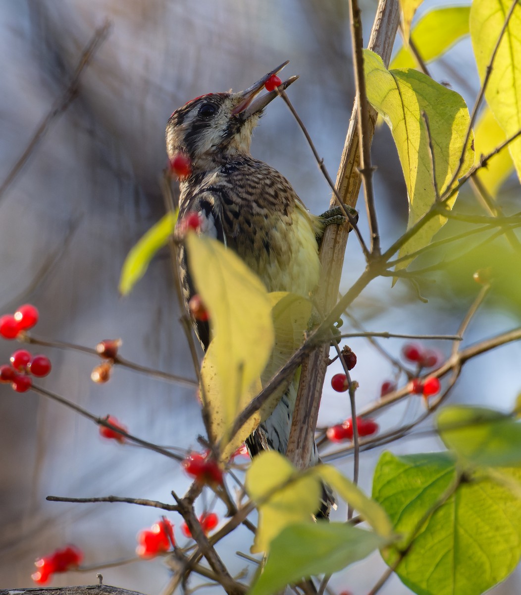 Yellow-bellied Sapsucker - ML645471059