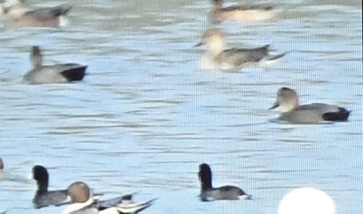 Gadwall - ML645471060