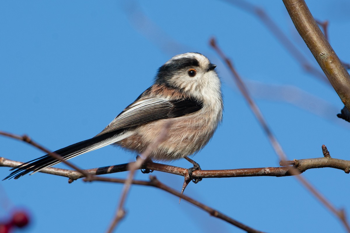 Codibugnolo - ML645471062