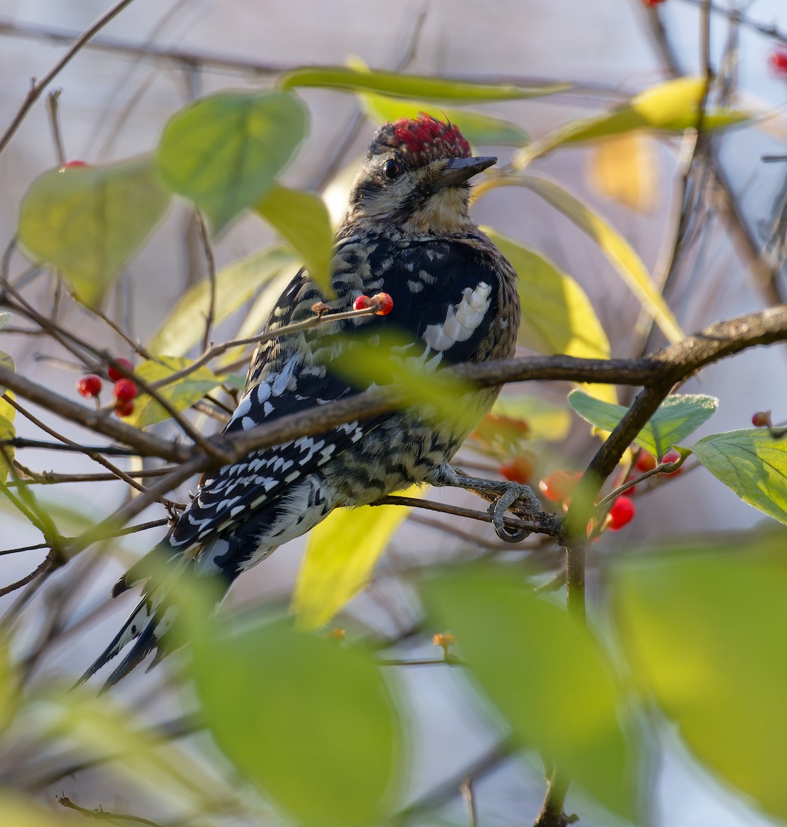 Yellow-bellied Sapsucker - ML645471066