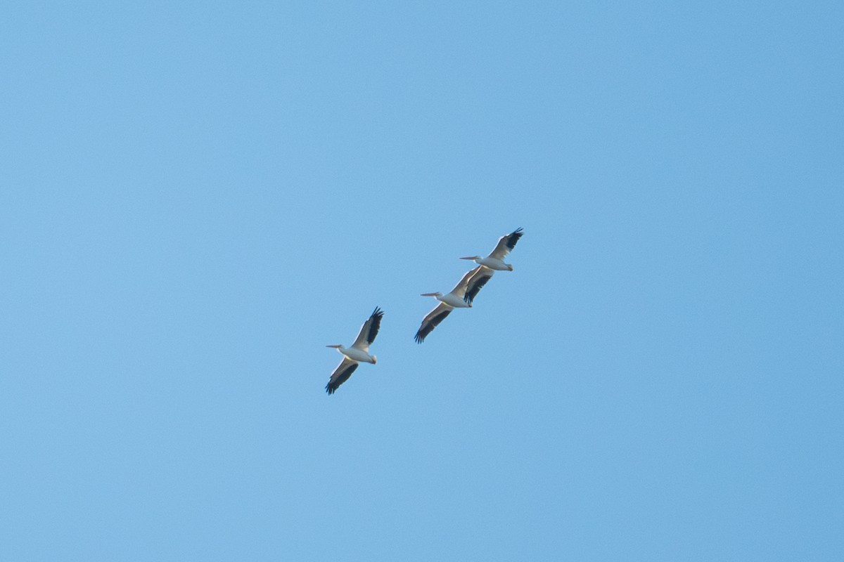 American White Pelican - ML645471067