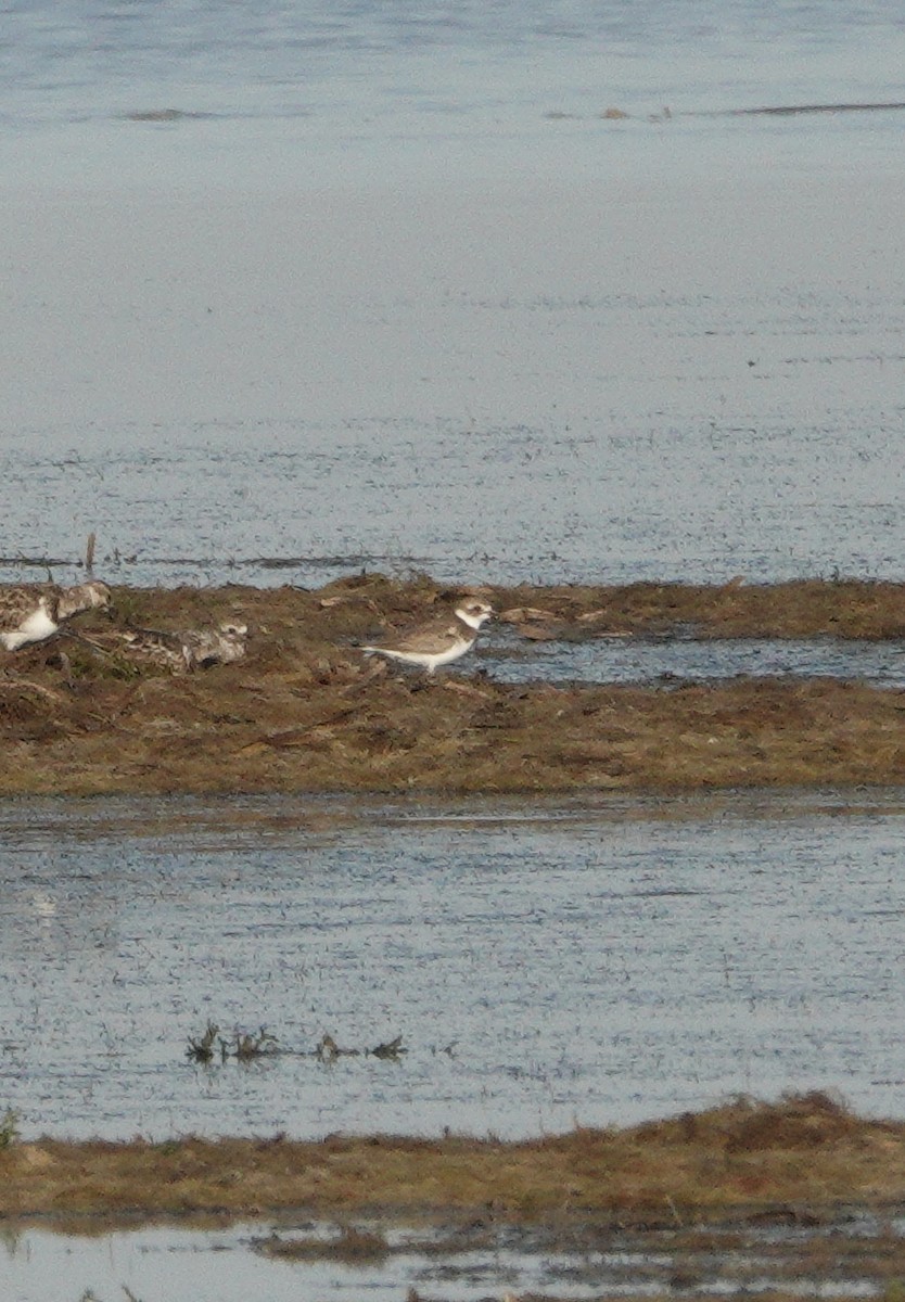 Semipalmated Plover - ML645471068
