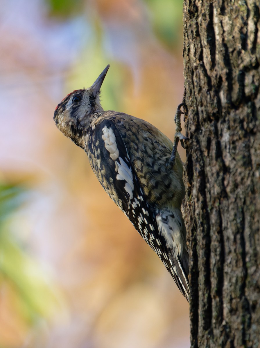 Yellow-bellied Sapsucker - ML645471069