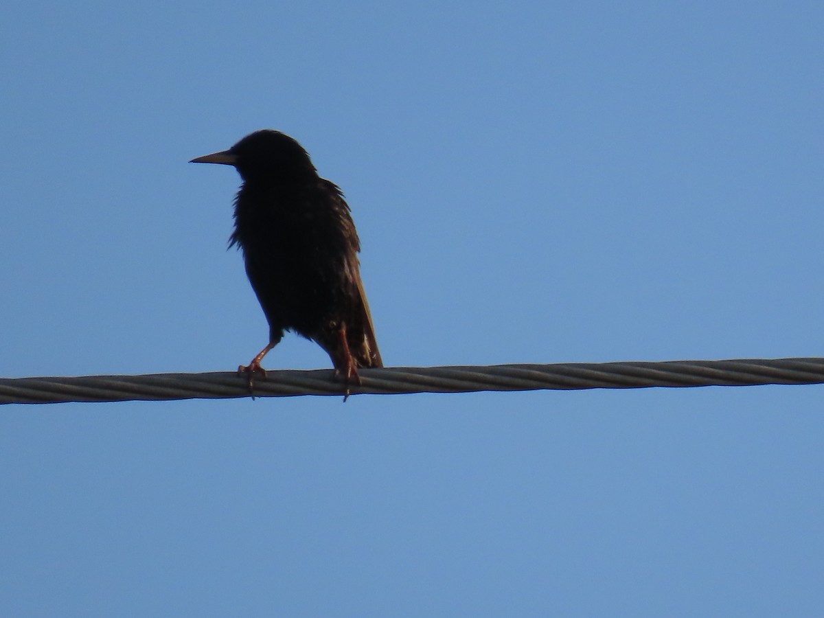 European Starling - ML645471072
