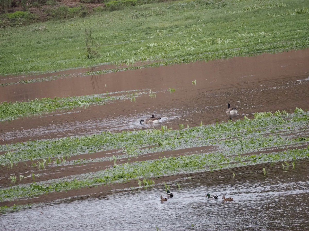 Oca canadese maggiore - ML645471073