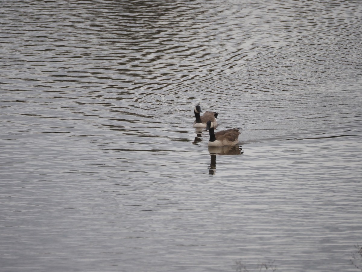Oca canadese maggiore - ML645471074