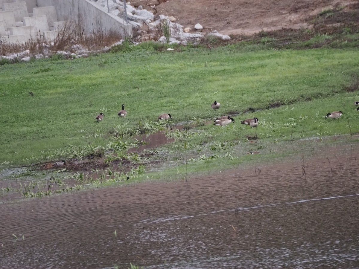 Oca canadese maggiore - ML645471075