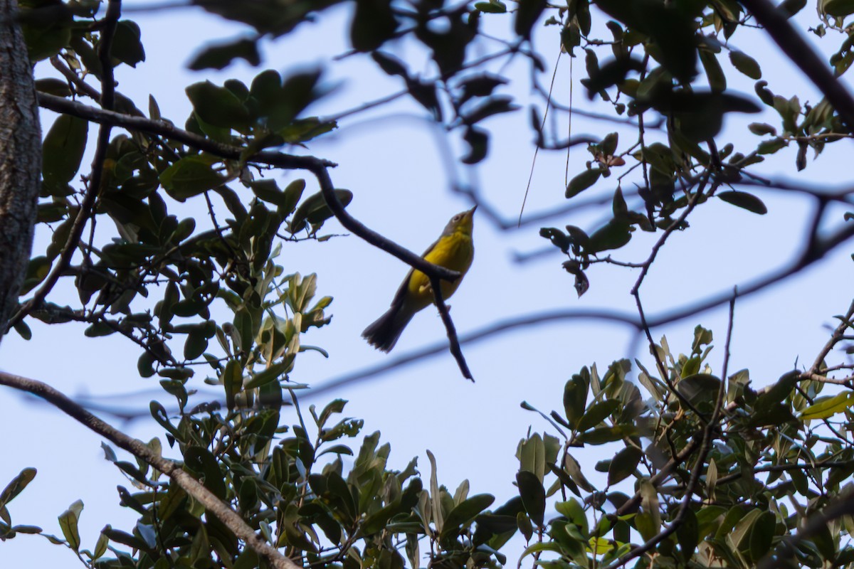 Болотянка строкатовола - ML645471083