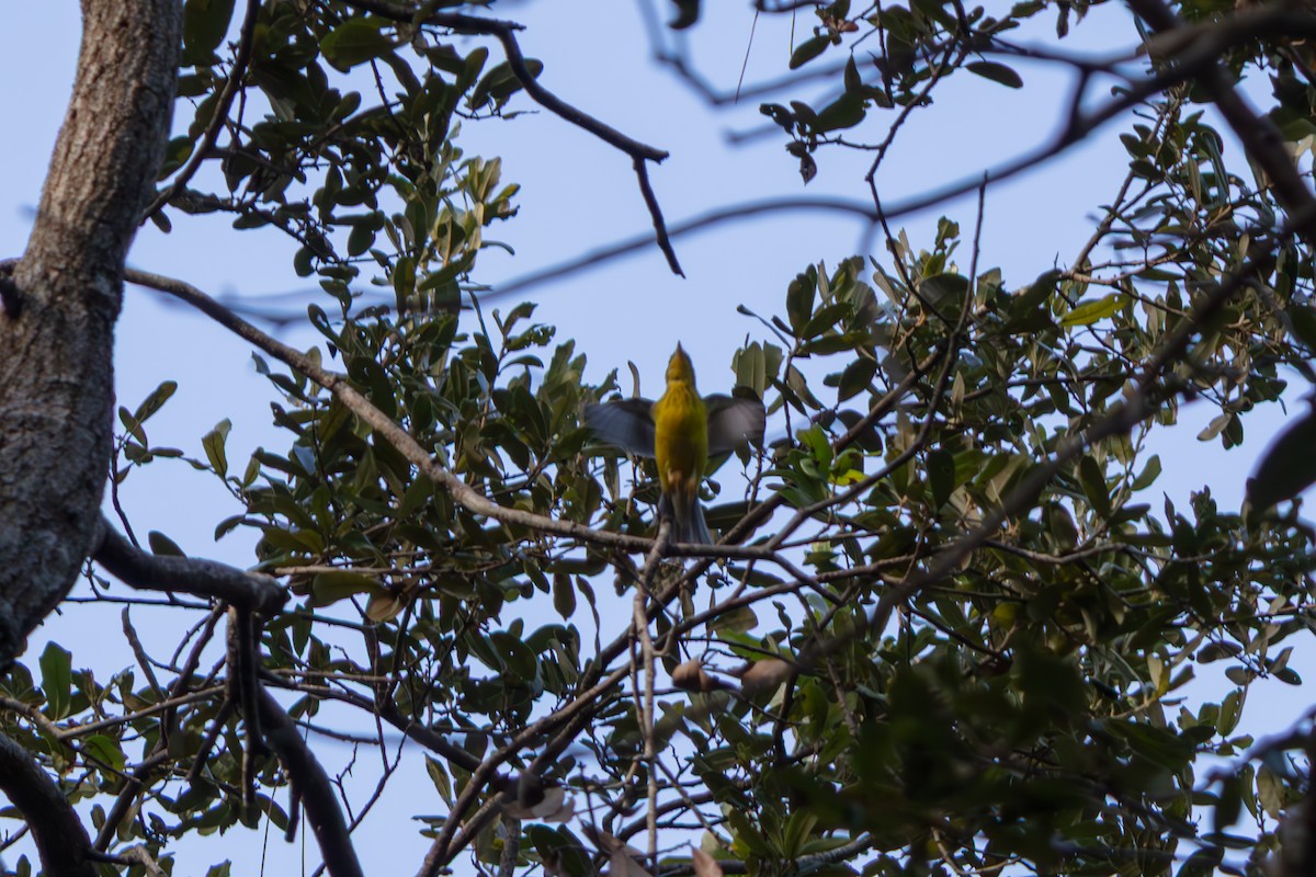 Болотянка строкатовола - ML645471084