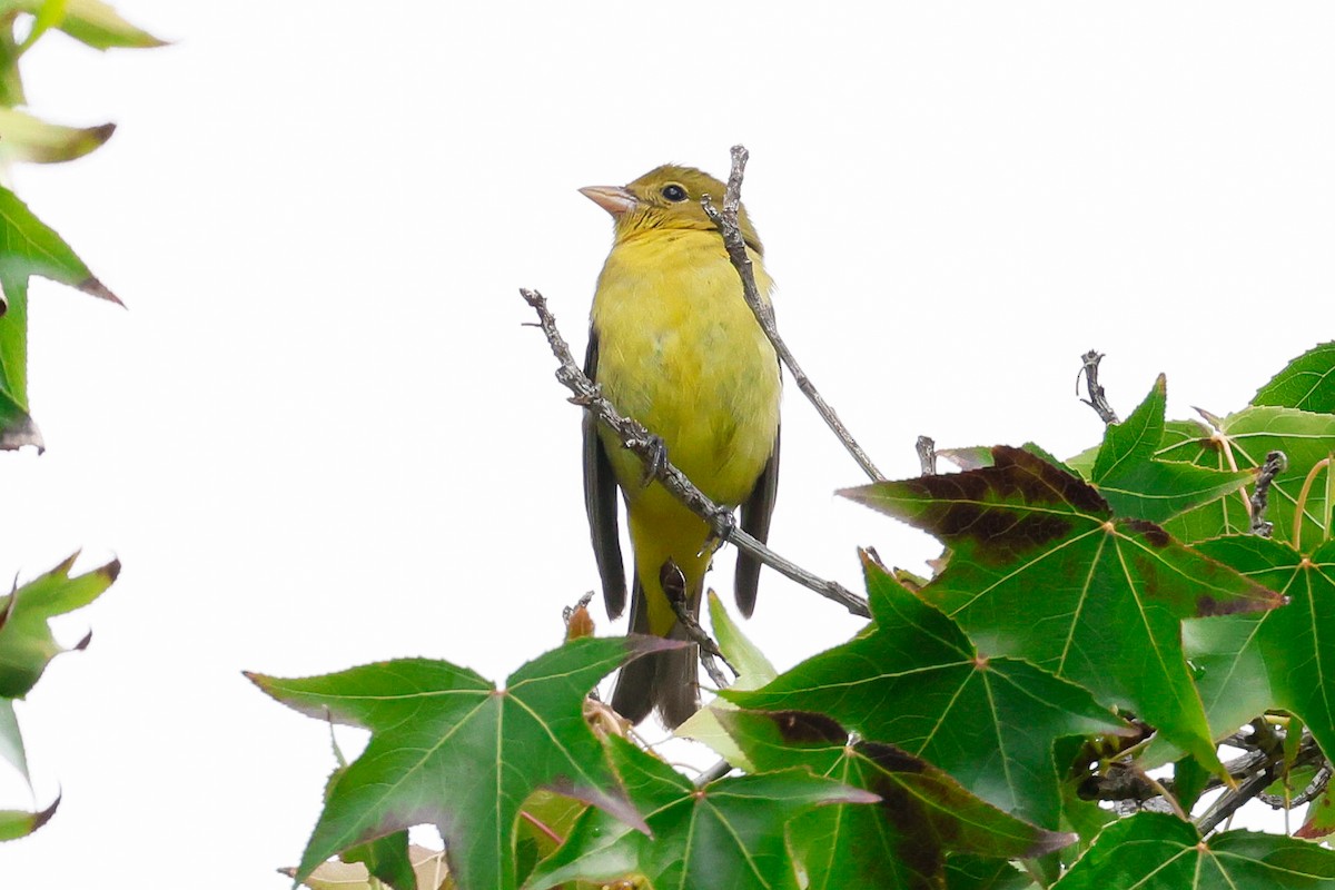 Piranga gorri-beltza - ML645471085