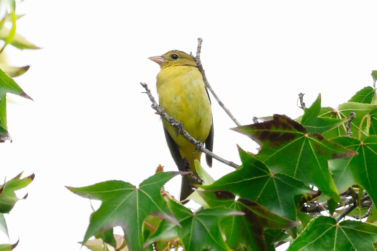 Piranga gorri-beltza - ML645471086