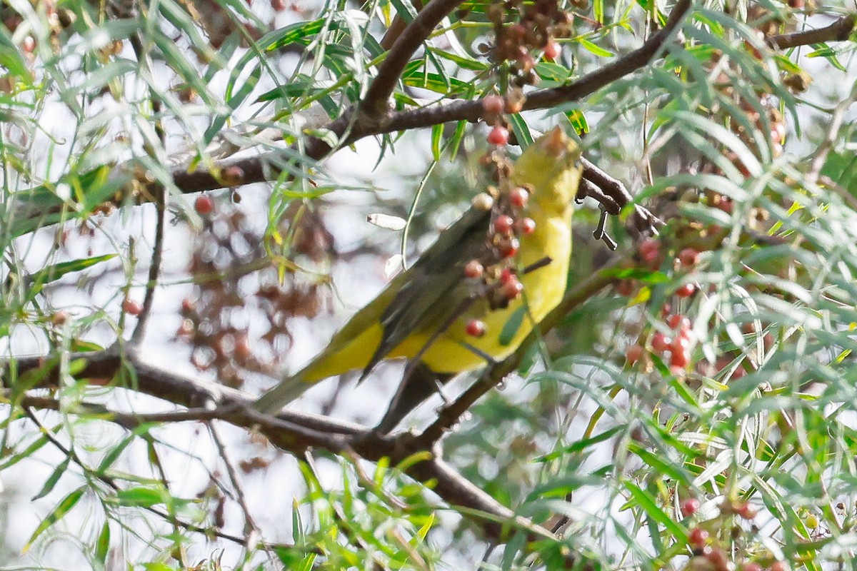 Piranga gorri-beltza - ML645471087