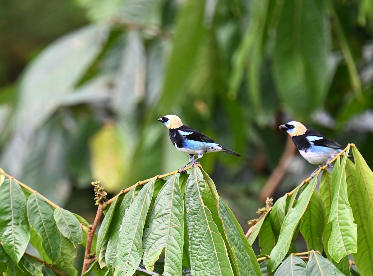 Золотистоголовая танагра - ML645471090