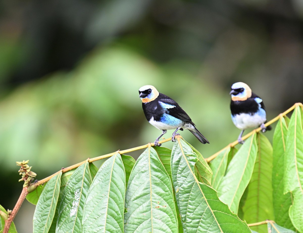 Золотистоголовая танагра - ML645471091