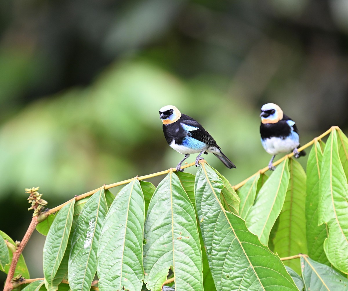 Золотистоголовая танагра - ML645471092