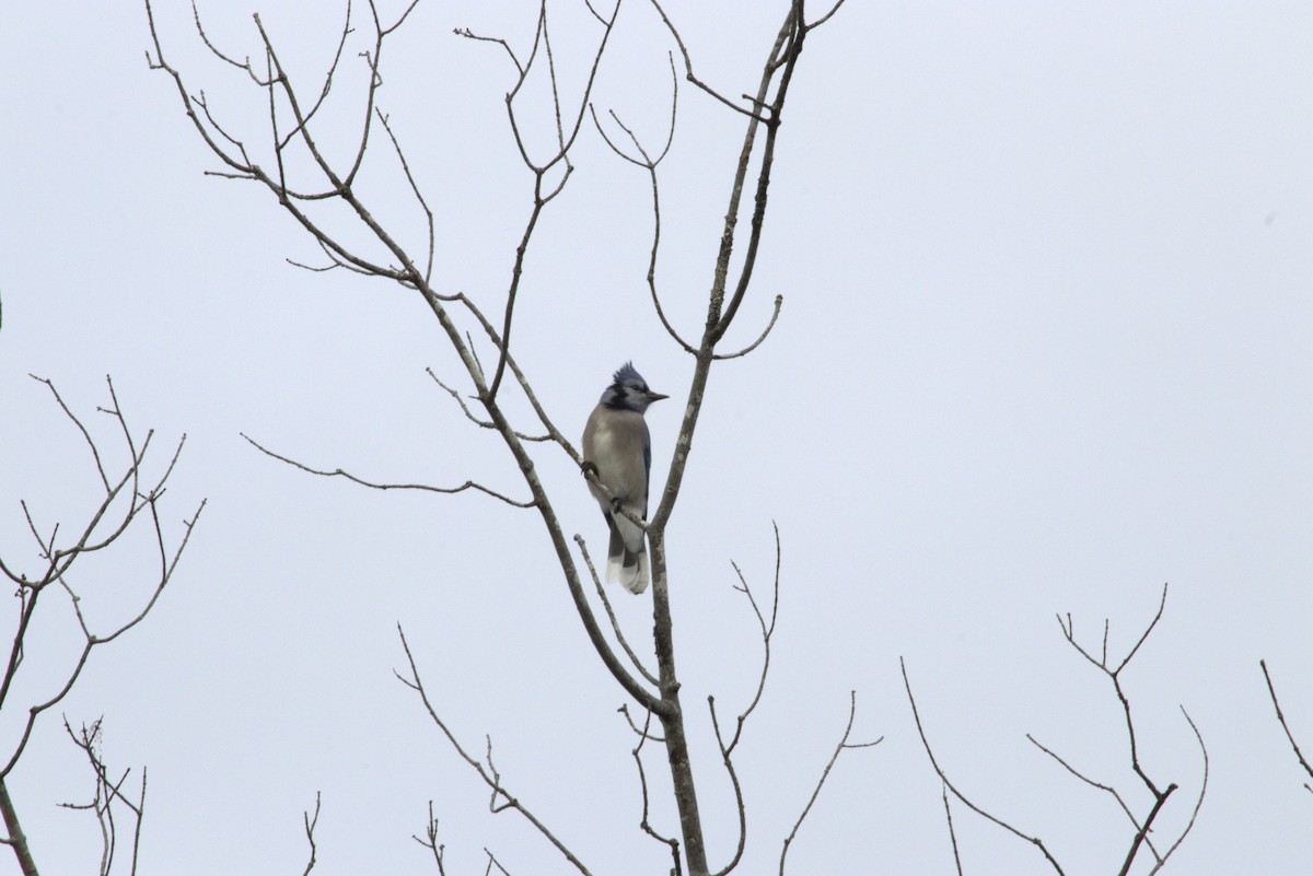 Сизойка блакитна - ML645471094