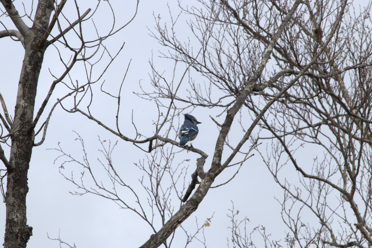 Сизойка блакитна - ML645471095