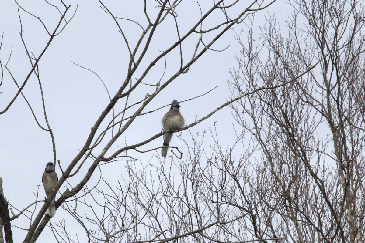 Сизойка блакитна - ML645471096