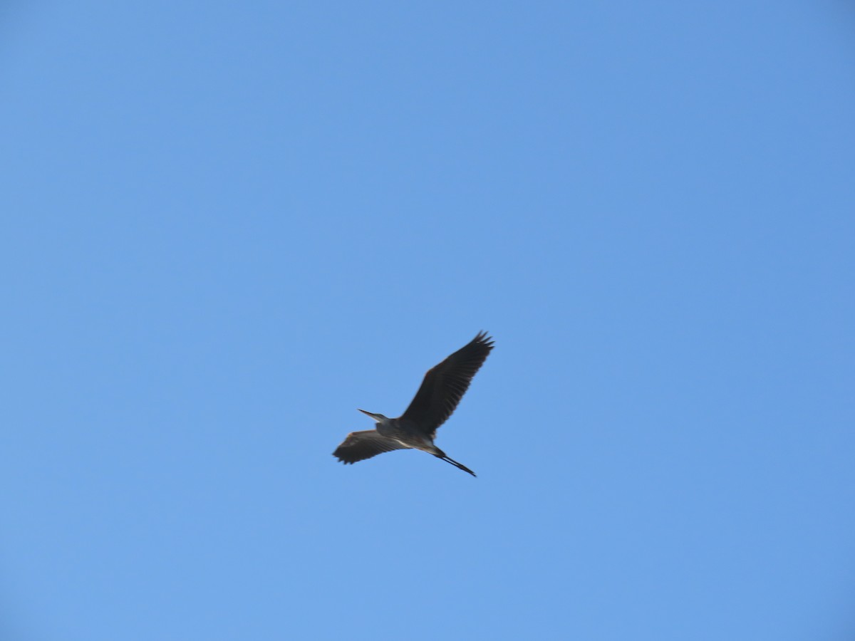 Great Blue Heron - ML645471097