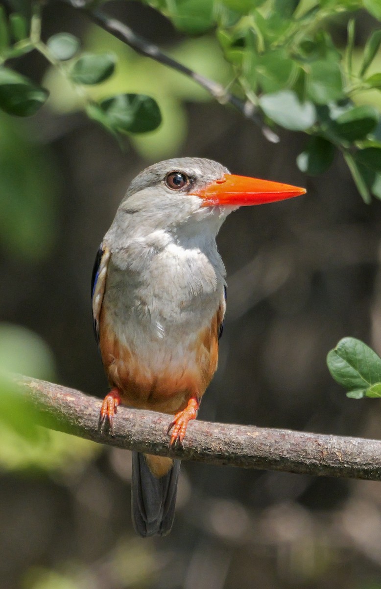 Martin-chasseur à tête grise - ML645471104