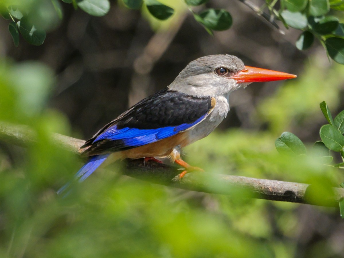 Martin-chasseur à tête grise - ML645471105