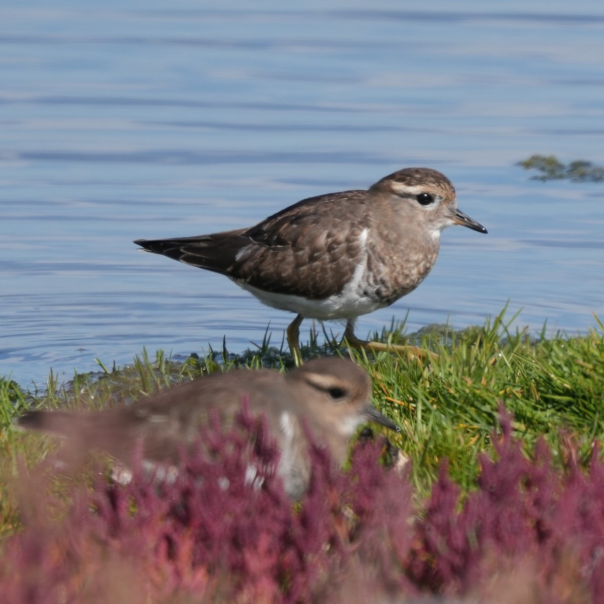 Красногрудый хрустан - ML645471106