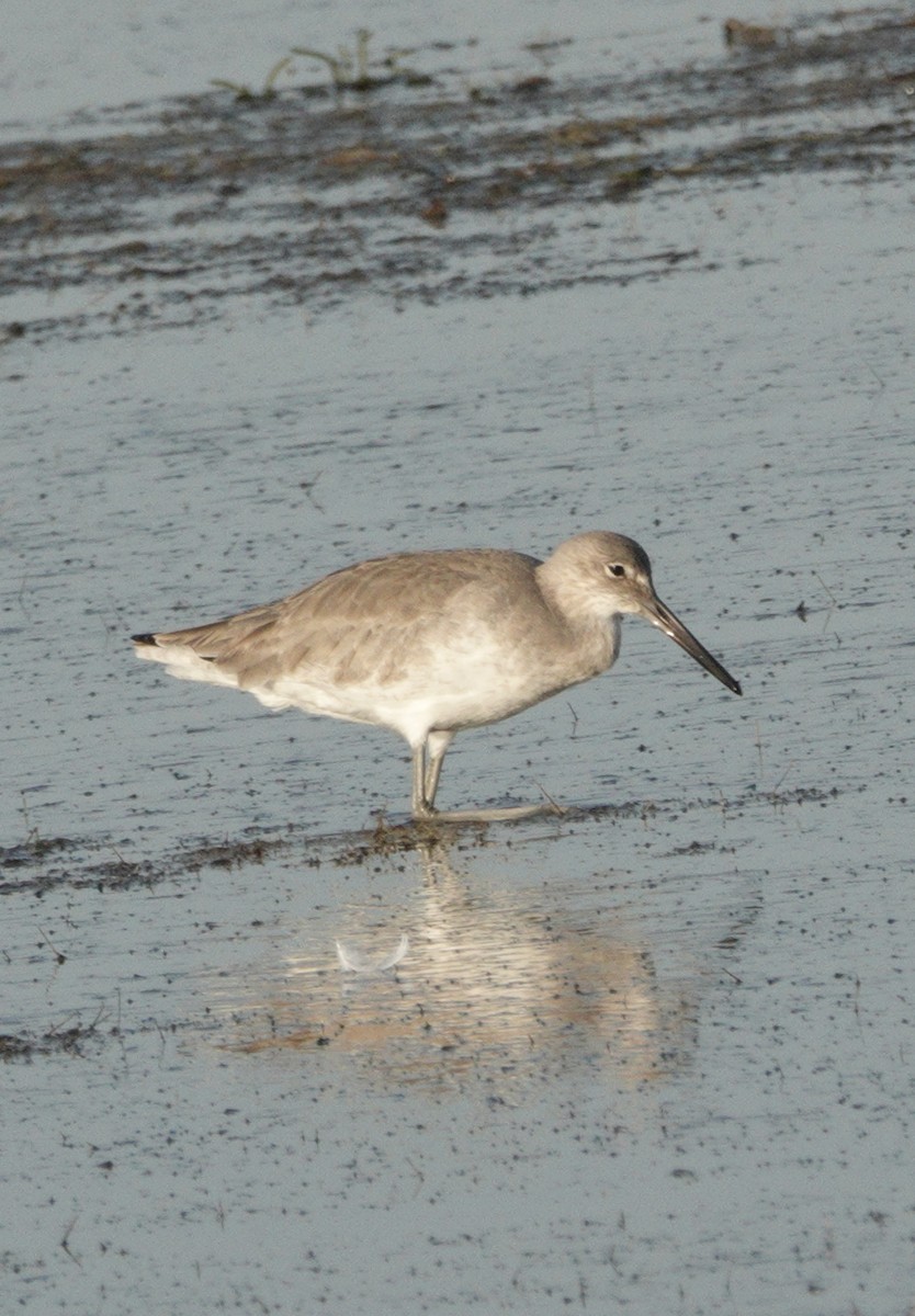 Willet - ML645471108