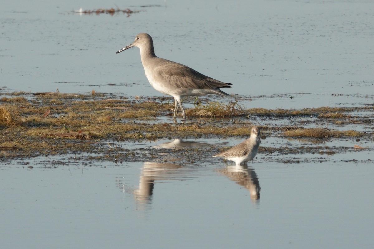 Willet - ML645471109