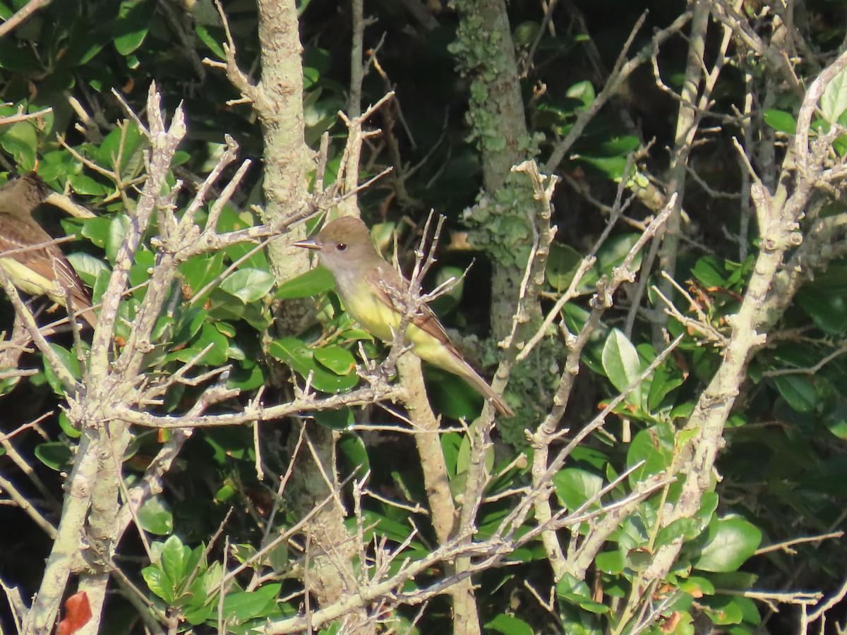 Great Crested Flycatcher - ML645471110