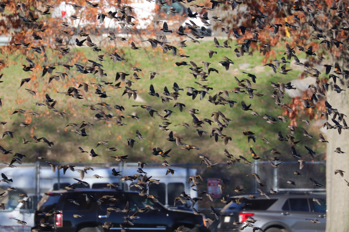 Красноплечий трупиал - ML645471112