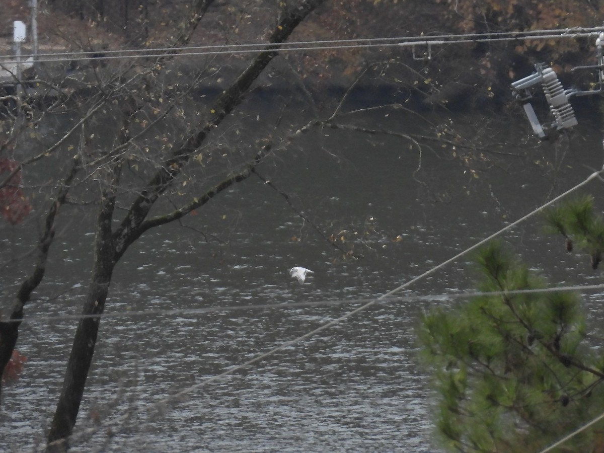 Möwe, unbestimmt - ML645471115