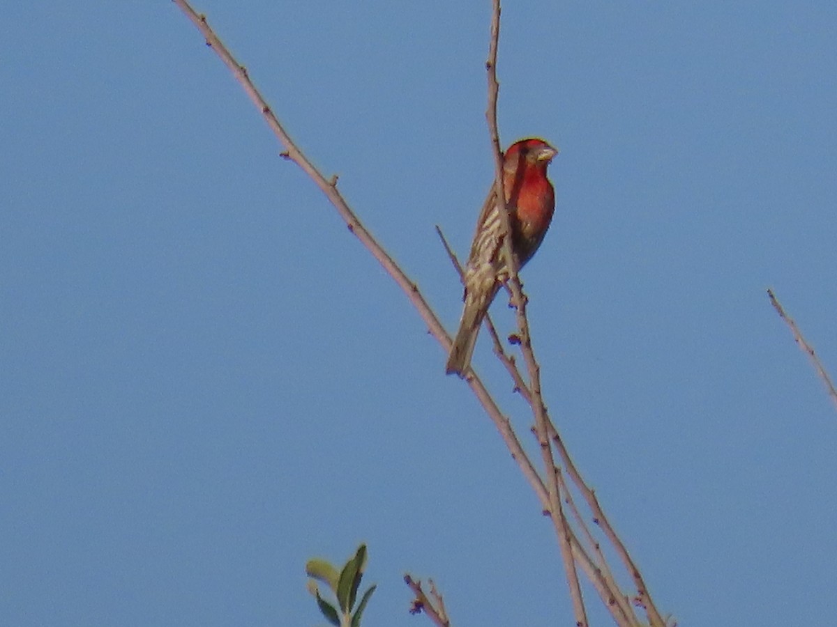 House Finch - ML645471117