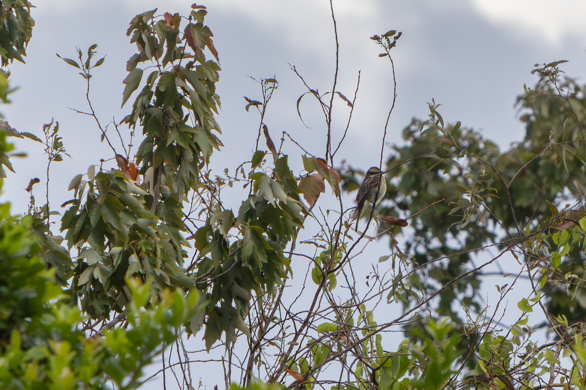 Variegated Flycatcher - ML645471120