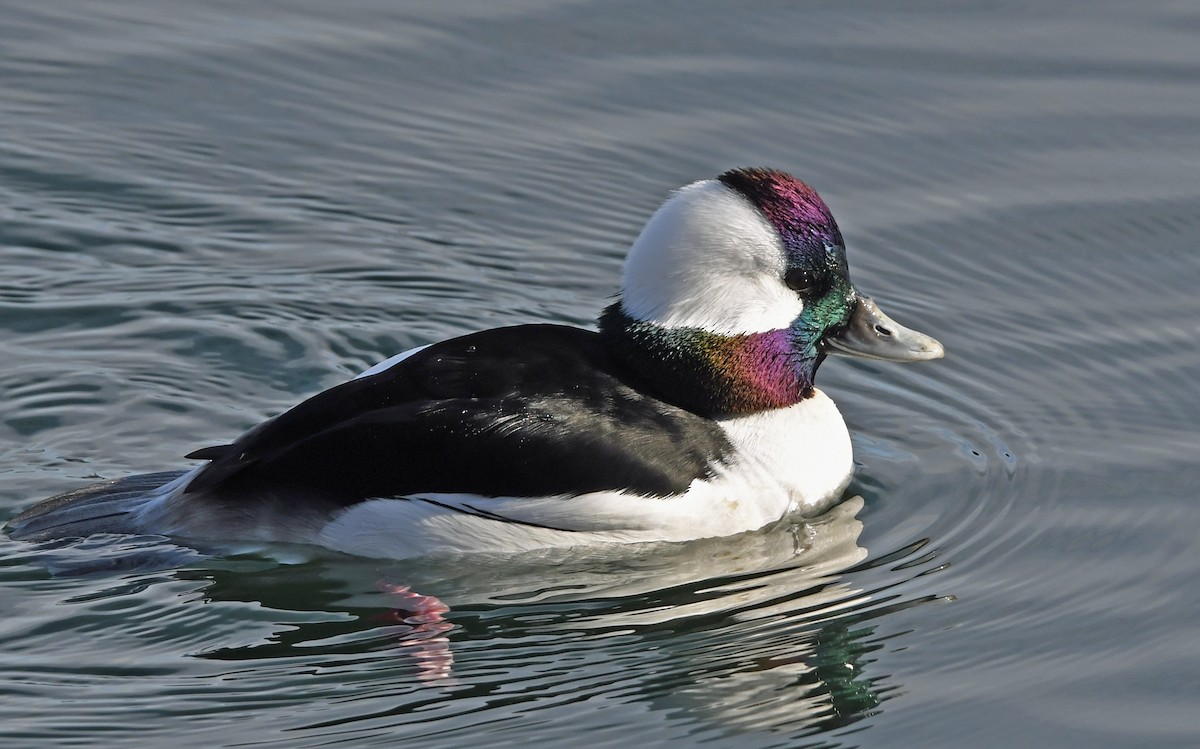 Bufflehead - ML645471121