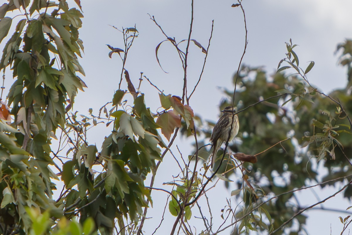 Variegated Flycatcher - ML645471123