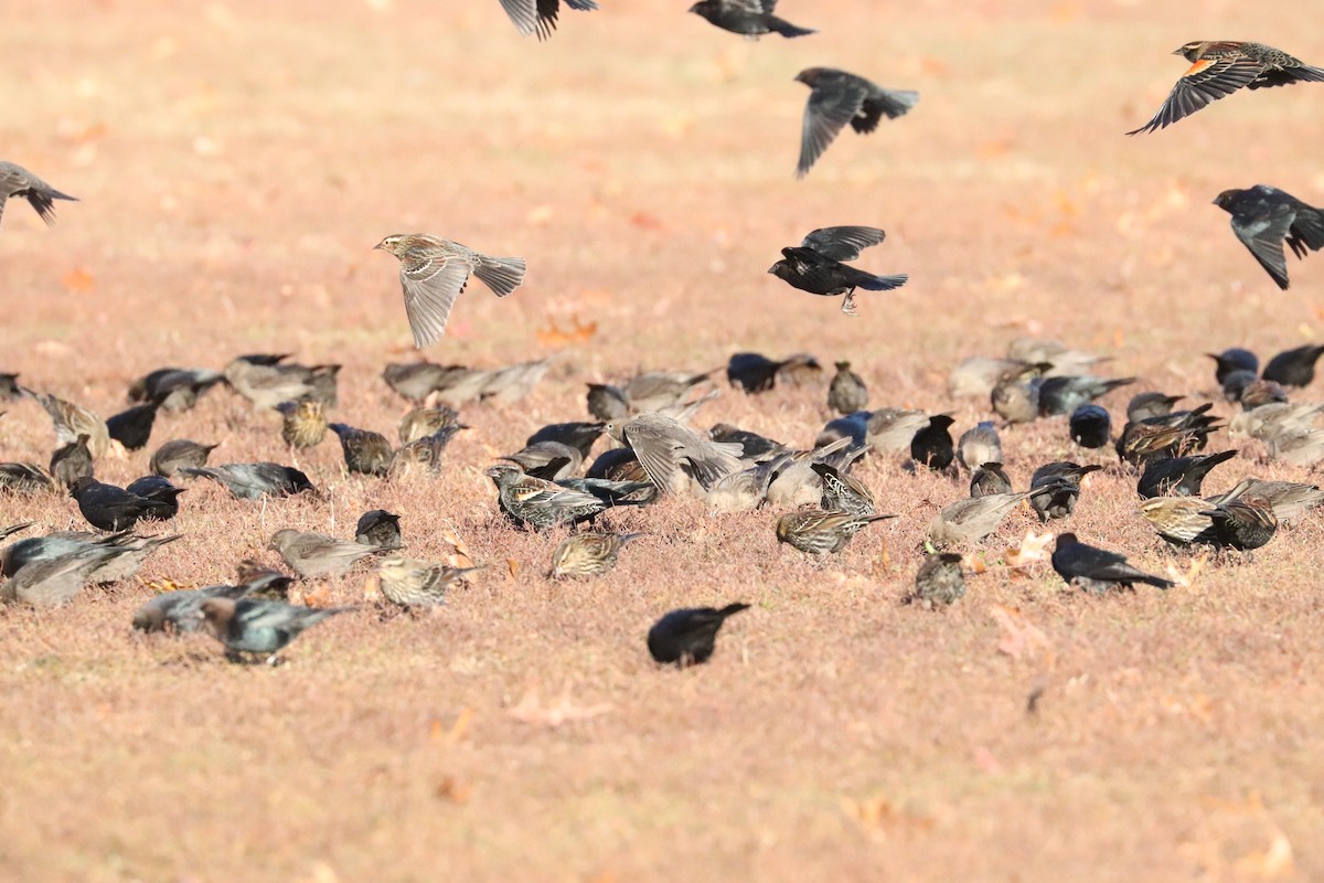 Красноплечий трупиал - ML645471127