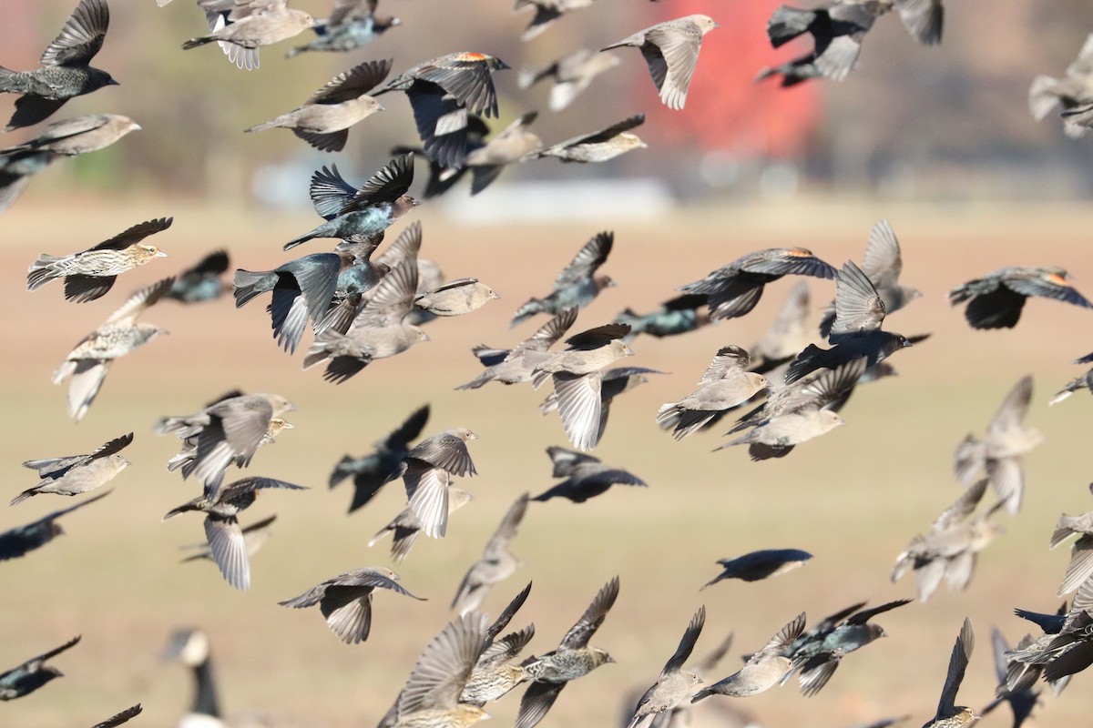 Красноплечий трупиал - ML645471130