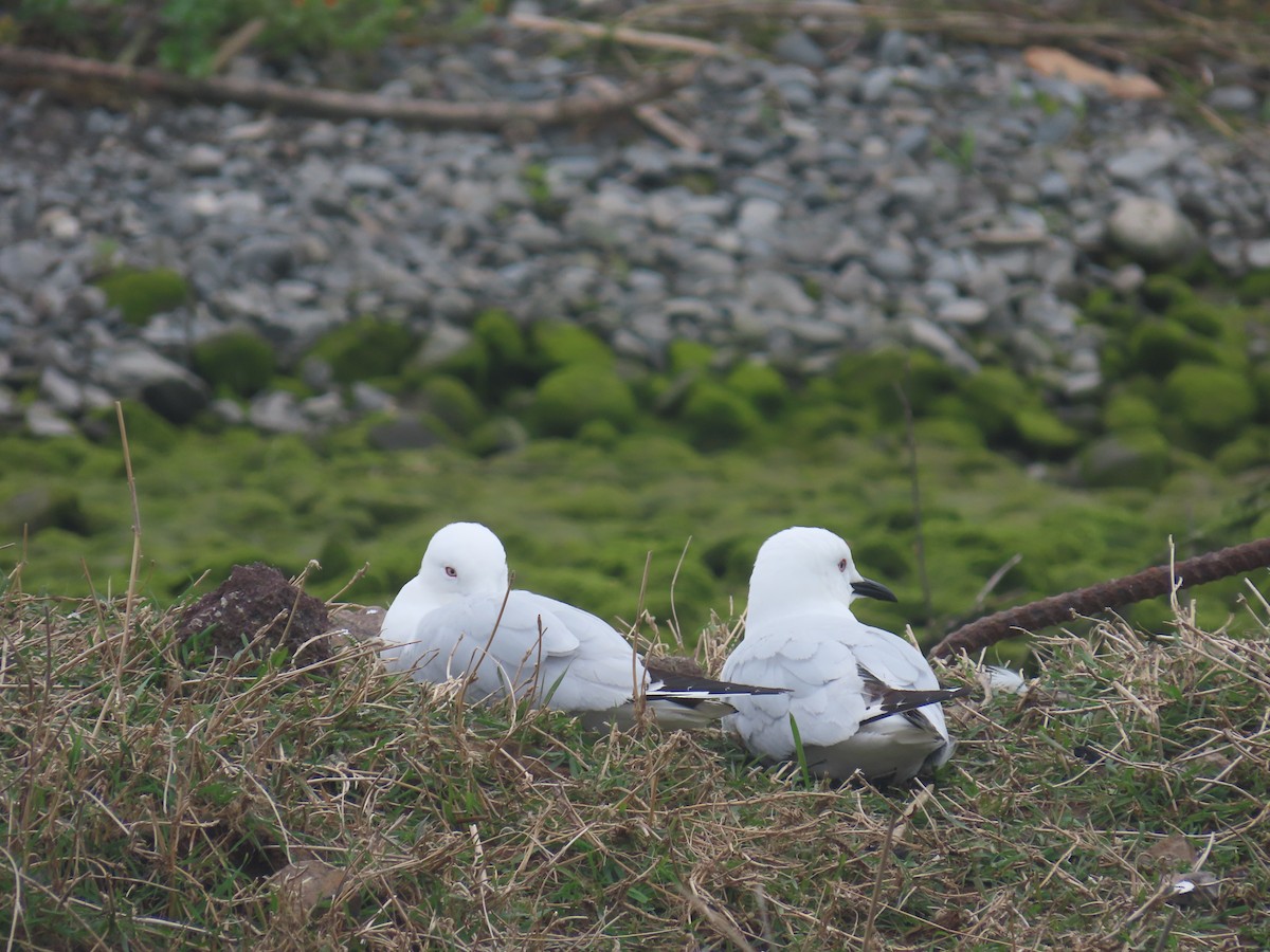 Antxeta maoria - ML645471132