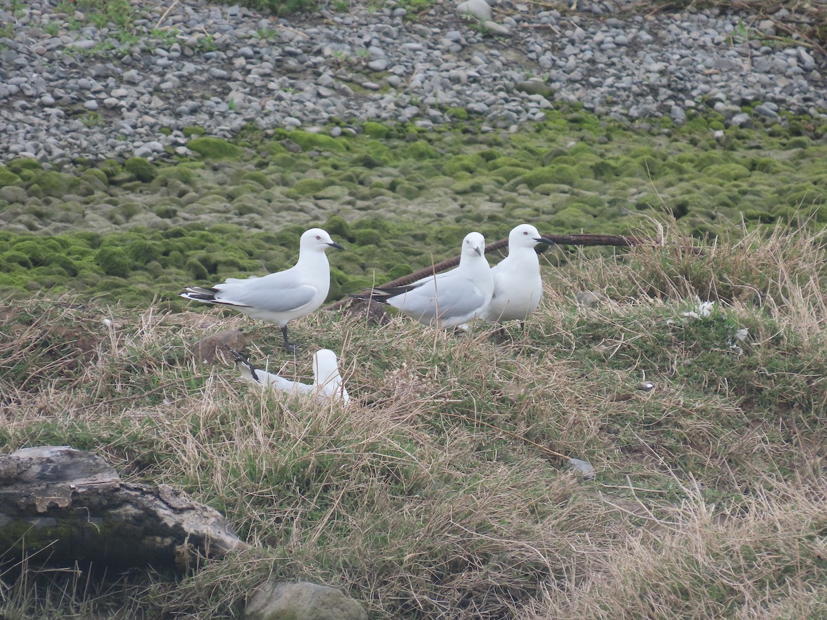 Antxeta maoria - ML645471134