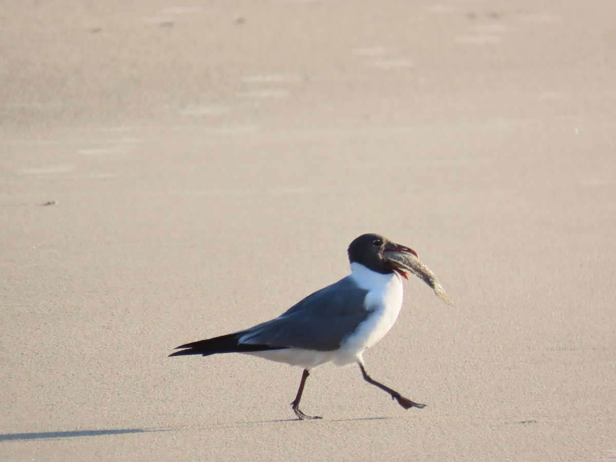 Laughing Gull - ML645471135