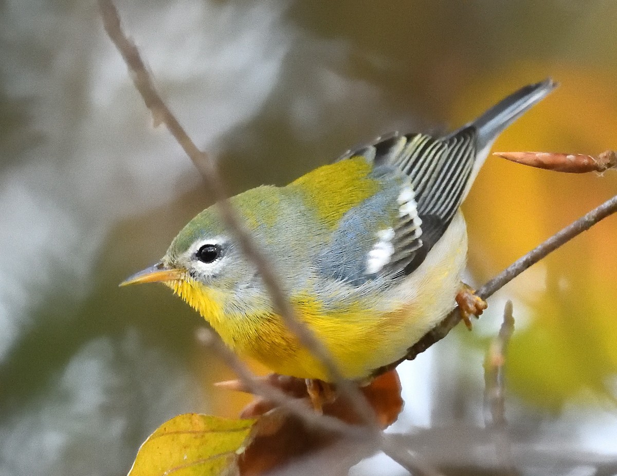 Northern Parula - Margaret Hough