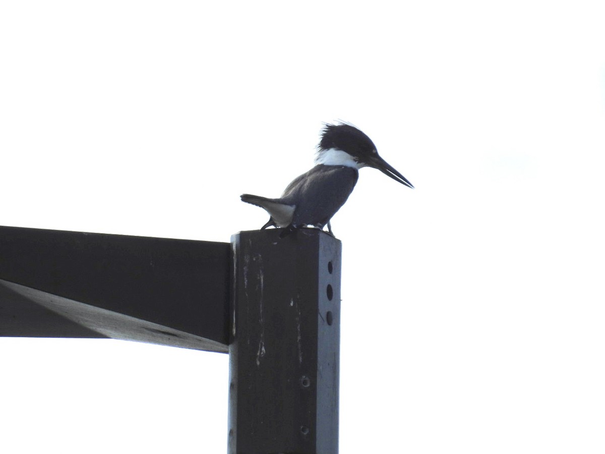 שלדג אמריקני - ML645471149