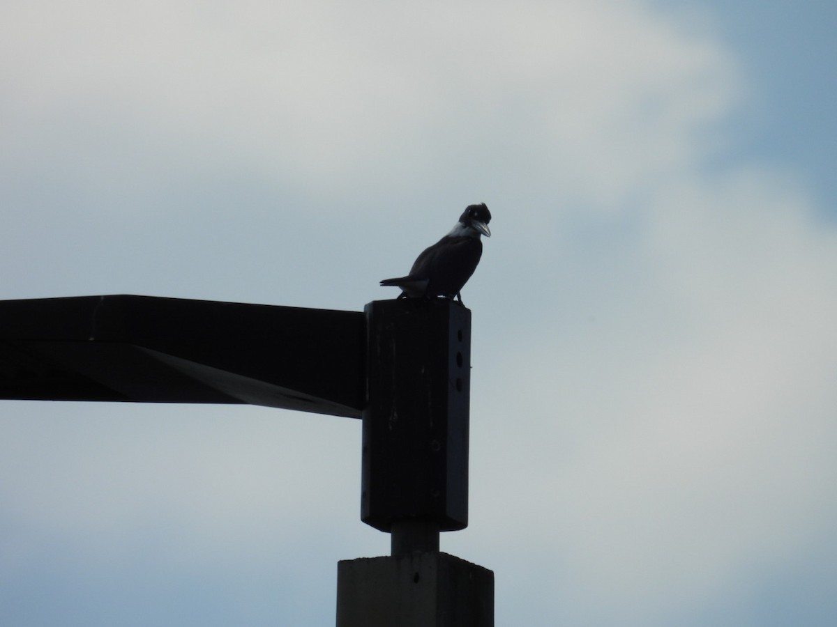 שלדג אמריקני - ML645471150