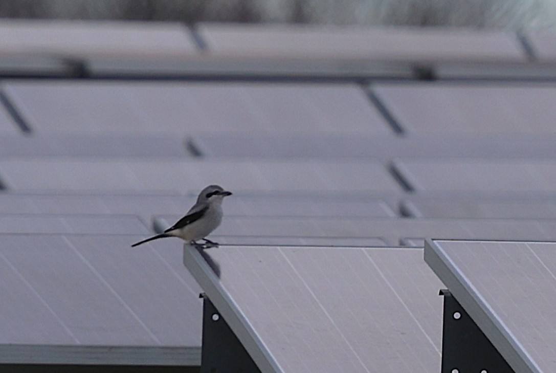 Alcaudón Boreal - ML645471151