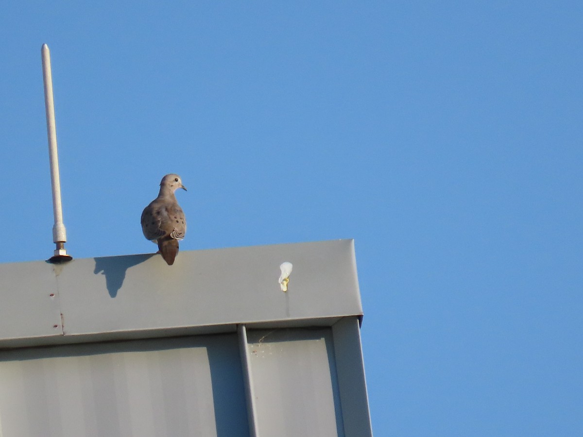 Mourning Dove - ML645471152